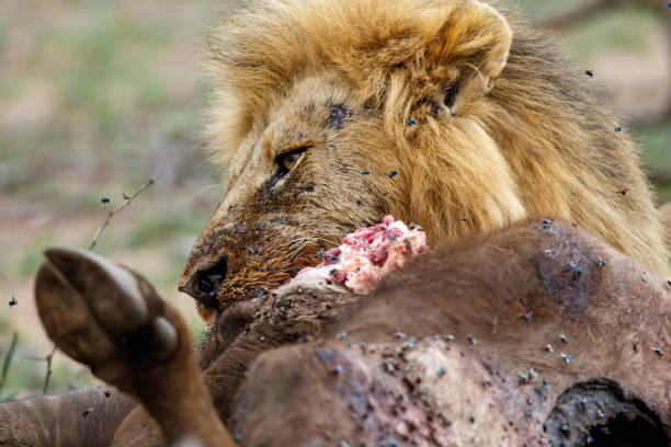 istock Lion male eating from a buffalo kill 1276455787