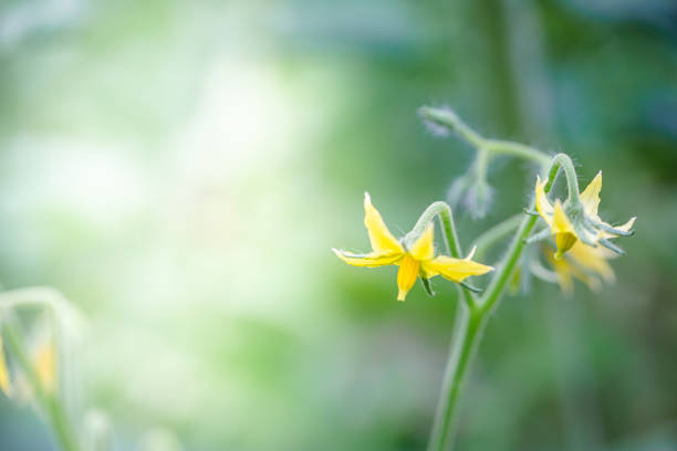 Bright yellow flowers of tomatoes over blurry background with copy space