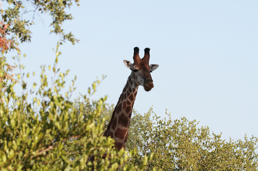 Close up of a giraffe in looking towards the camera with golden leaves in the background.