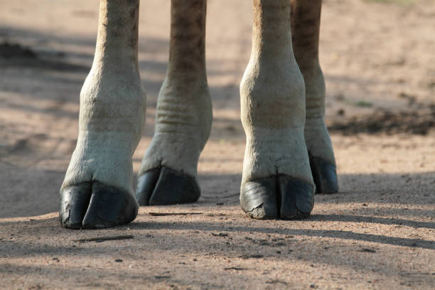 710+ Giraffe Hoof Stock Photos, Pictures & Royalty-Free Images - iStock