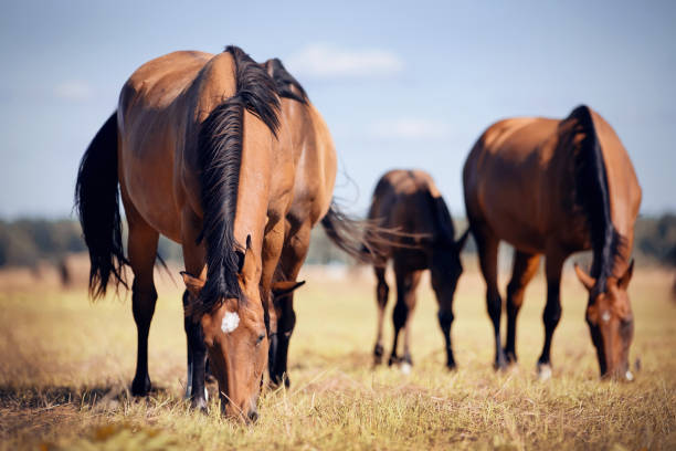 istock A herd of sporting horses grazing on the field. 1276457620