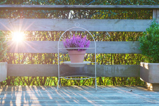 Violet heather in a clay pot on a wooden terrace. Purple flowers in a beautiful stand outside on wood planks in the sunrise.