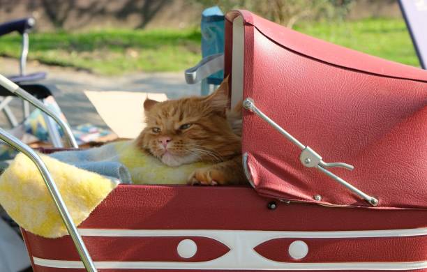 maine coon cat sleeping in an antique kid stroller