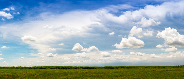Green grassland on blue sky background in springtime