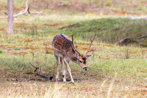 istock Deer in the Amsterdam Water Main Dunes. 1276459075