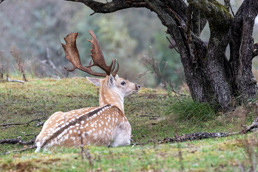 Resting fallow deer in the Water win area of Amsterdam, 
