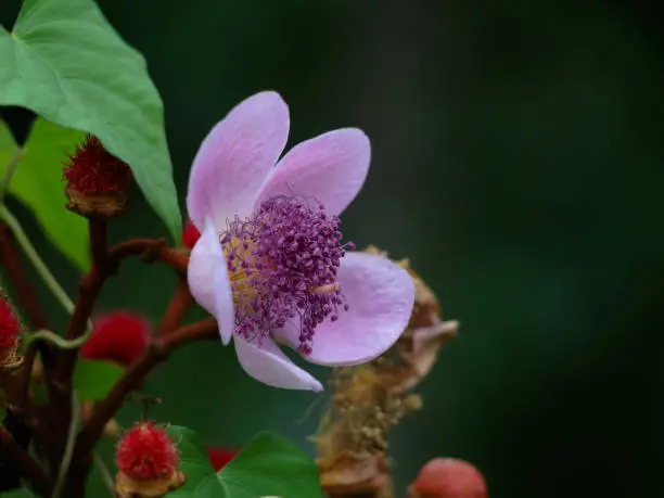 Bixa orellana or Achiote flower used for natural food coloring, selective focus