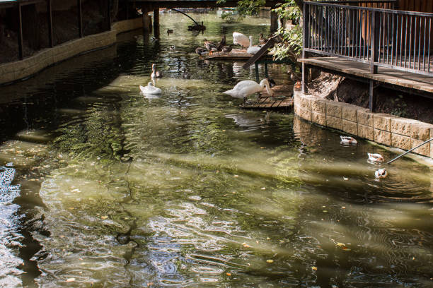 istock river with swans and ducks in the park 1276461853