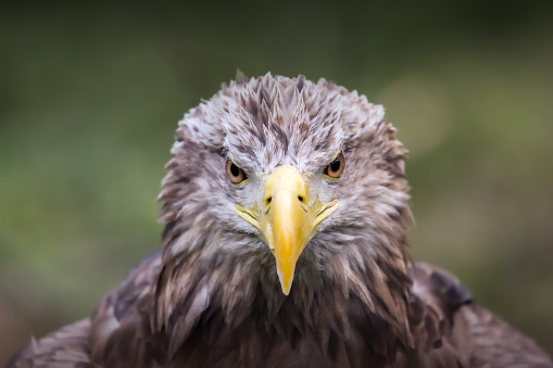 Sea eagle yellow beak\nfrontal portrait