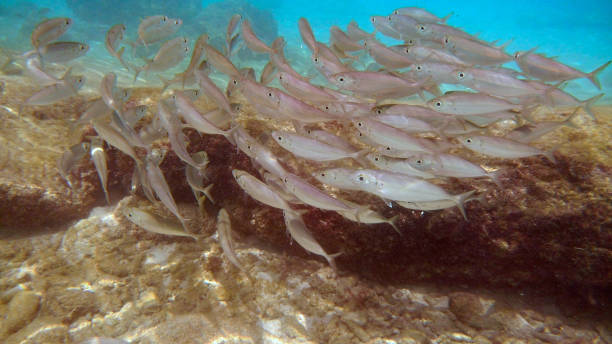 istock shoal of fish under water 1276463537