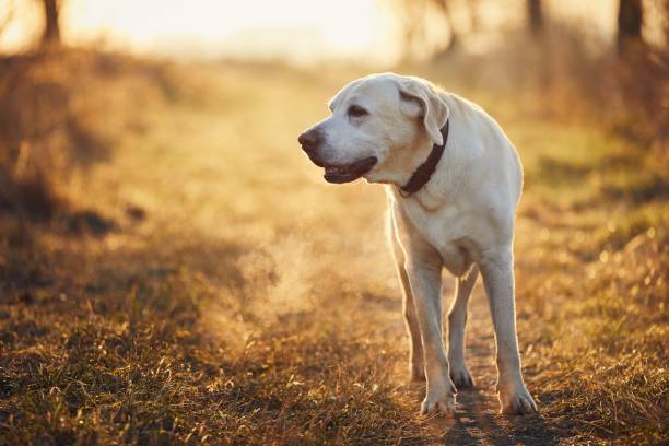 istock Dog walking on footpath during autumn morning 1276464328