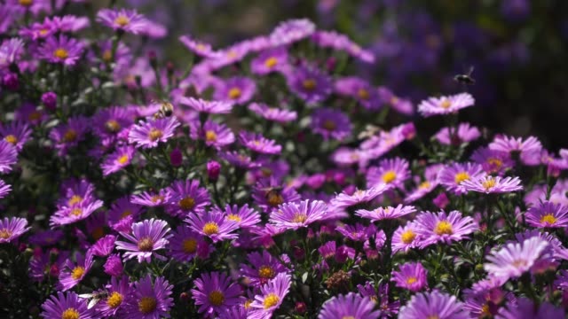 Purple new england asters. Wild deep purple flowers in the field