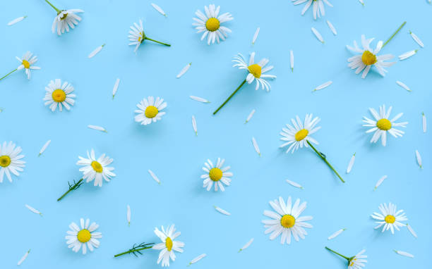 istock Daisy or camomile flowers on blue background fresh spring pattern. 1276466119