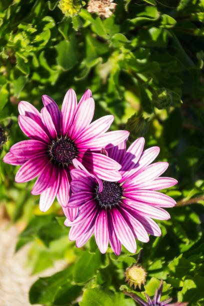 istock Close-up of two daisy flowers. 1276467192