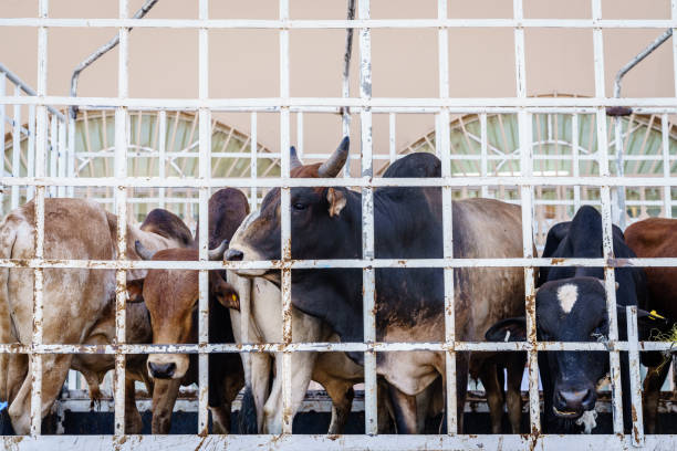 istock Cows on the market in Nizwa 1276467795