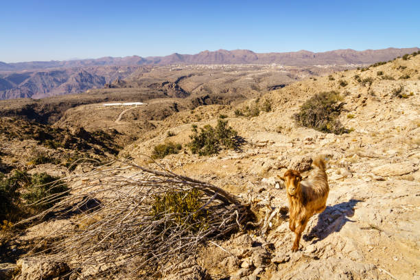 Wild goat (Arabian tahr) in Al Hajar mountains of Oman