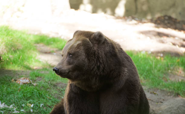 istock brown bear in the woods in zoo 1276468677