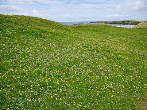 A carpet of wildflowers in summer near Breckon on the island of Yell in Shetland, UK.