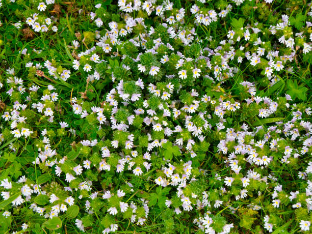 Close up of flowers of Eyebright (euphrasia officinalis) Close up of flowers of Eyebright (euphrasia officinalis) taken near Breckon on the island of Yell in Shetland, UK in summer. eyebright stock pictures, royalty-free photos & images