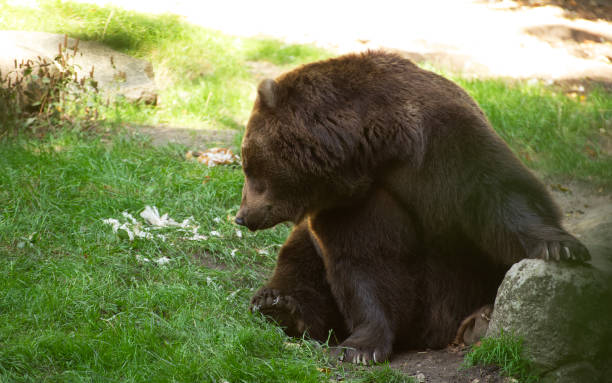 istock brown bear in the woods in zoo 1276469926