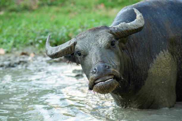 bufalo - buffalo bayou foto e immagini stock