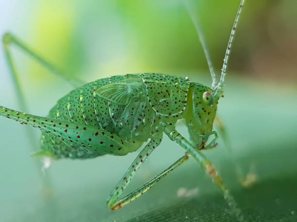 in the garden a green insect is sitting on the leaves and has a green background. - locust invasion imagens e fotografias de stock