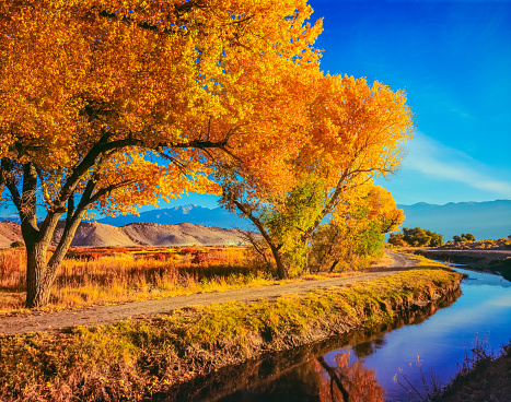 Autumn Fremont Cottonwoods line a water canal in the Owen's River Valley. Everything has a golden glow.