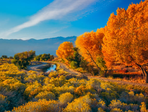 Fall cottonwoods line a water canal in the Owen's River Valley in the evening light. Fall Cottonwoods (Fremont Cottonwood, Populus Fremontii and Rabbit Bush, or Rabbit Brush (Chrysothamnus Nauseosus) grow together in the Owens River Valley, near Bishop, California, USA, with the Sierra Nevada Mountains in the background. rabbit brush stock pictures, royalty-free photos & images