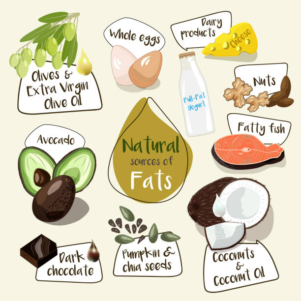 vector image of natural sources of good fat for balanced diet and healthy lifestyle vector image of natural sources of good fat for balanced diet and healthy lifestyle ketogenic diet illustrations stock illustrations