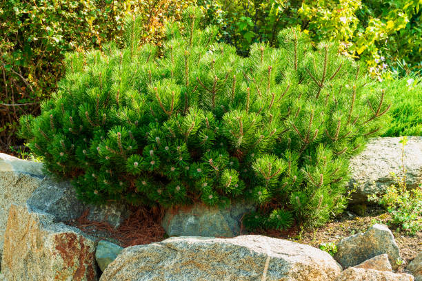 istock A small beautiful fluffy plant grows among the stones. 1276470474
