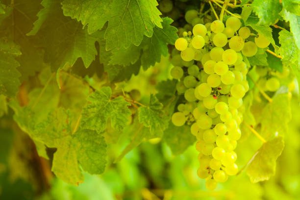 istock ripe bunches of white grapes on the vine 1276471686