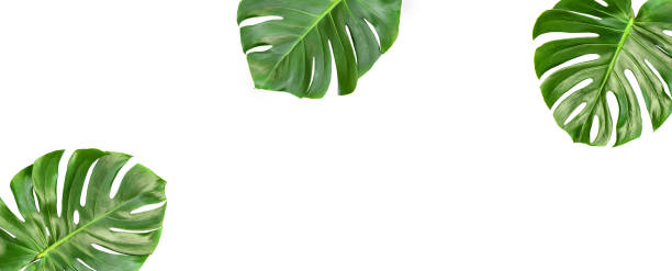istock Green leaves isolated white background Floral banner 1276472635