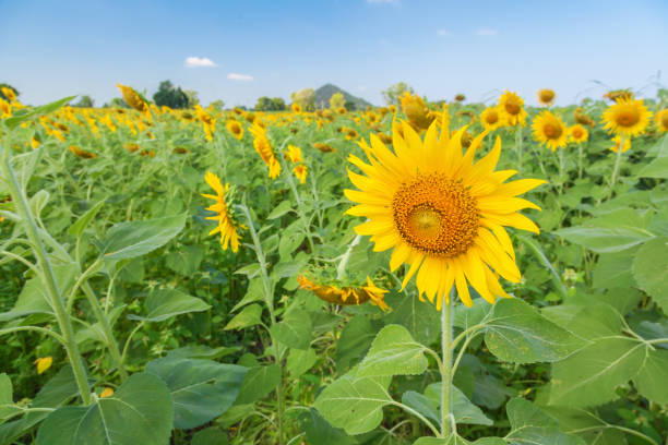 Landscape of natural sunflowers field blooming on blue sky background stock photo