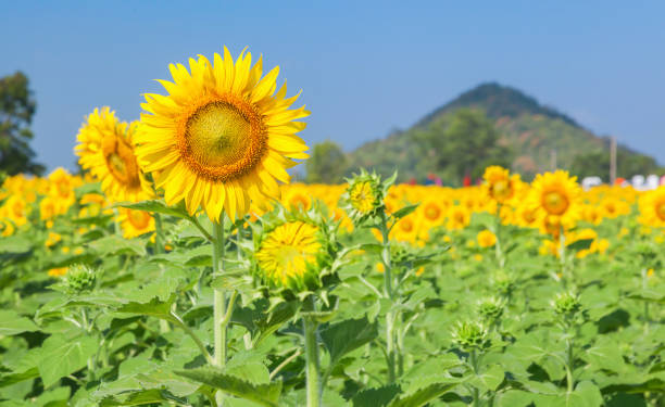 Landscape of natural sunflowers field blooming on blue sky background stock photo