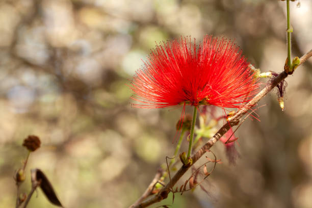istock Red Calliandra Powder-puff flower - isolated alone 1276473201