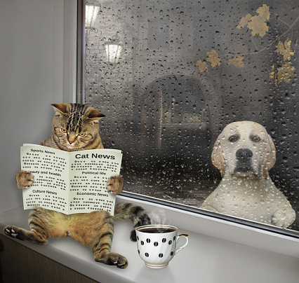 A cat with a newspaper is sitting on a windowsill and drinking coffee at home. It's raining outside.
