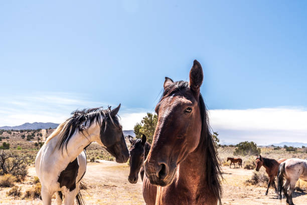 Small herd of wild horses grazing in the Nevada desert, including a spotted Appaloosa. n
