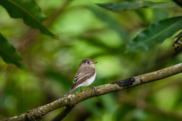 istock Asian Brown Flycatcher, Trinelveli, Tamil Nadu. 1276474019