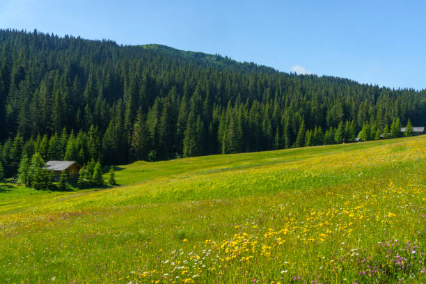 mountain landscape along the road to campolongo pass, dolomites - cordevole valley stock-fotos und bilder