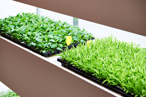 istock Young plants on exhibition of agriculture 1276474981