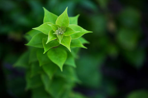 Close-up of green tropical leafs with selective focus