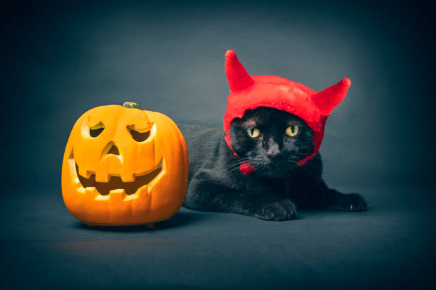 Halloween Black Cat in Devil Costume With Pumpkin An adorable black cat in devil horns posing with a jack o' lantern. black cat costume stock pictures, royalty-free photos & images