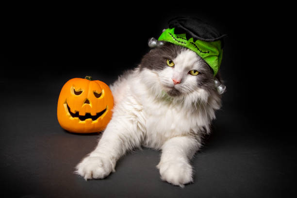 istock Halloween Cat Dressed as Frankenstein With Pumpkin 1276476101