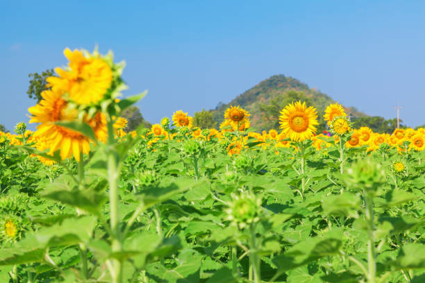 Landscape of natural sunflowers field blooming on blue sky background stock photo