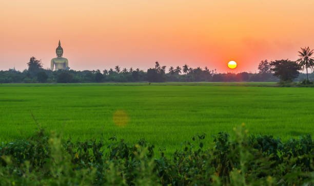 HDR landscape of green paddy field during sunet background stock photo