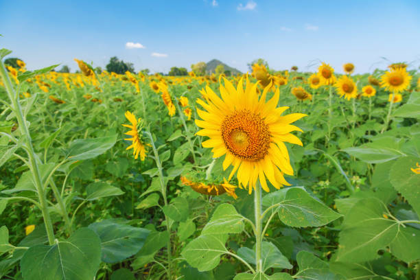 Landscape of natural sunflowers field blooming on blue sky background stock photo