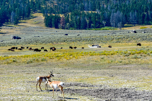 Antelope and Buffalo in the Lamar Valley, Yellowstone National Park.