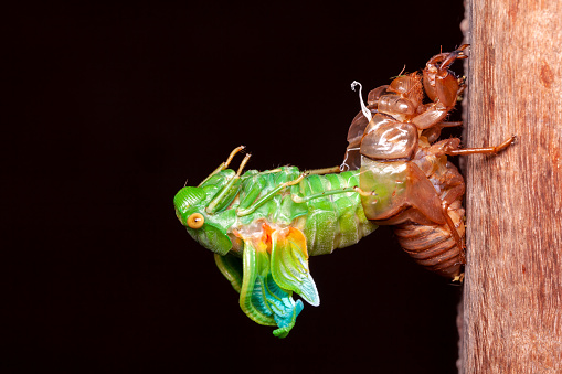 Cicada moliendo exuvia caparazón emergente photo