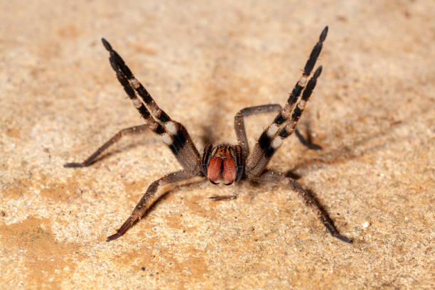 Brazilian wandering spider - danger poisonous Phoneutria Ctenidae stock photo