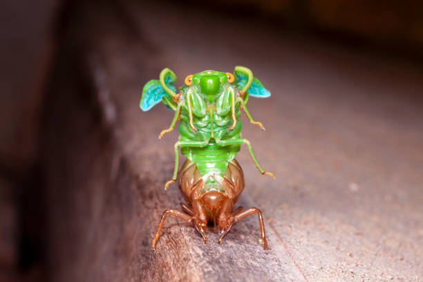 Exuvia Insect 380+ Exuvia Stock Photos, Pictures & Royalty-Free Images - iStock